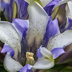 Rauer Garten-Enzian 'Royal Stripe' Rauer Garten-Enzian 'Royal Stripe'