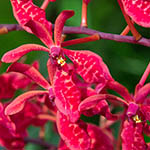 Renanthera philippinensis