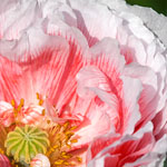 Seidenmohn Seidenmohn