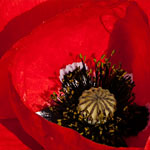 Seidenmohn