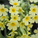 Waldschlüsselblume Waldschlüsselblume