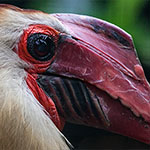 Mindanaohornvogel Mindanaohornvogel