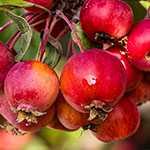 Zierapfel Zierapfel