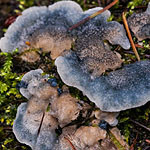 Blauer Saftporling Blauer Saftporling