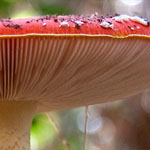 Fliegenpilz Fliegenpilz