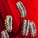 Amaryllis Amaryllis