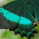 Emerald Swallowtail Emerald Swallowtail