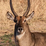 Ellipsenwasserbock Ellipsenwasserbock