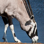Oryx-Antilope Oryx-Antilope