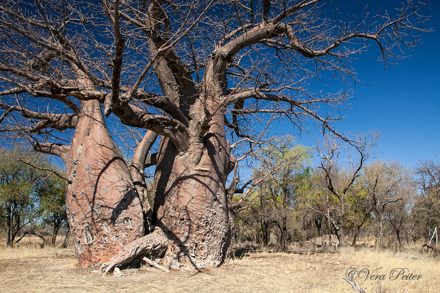 Afrikanischer Affenbrotbaum oder Baobab