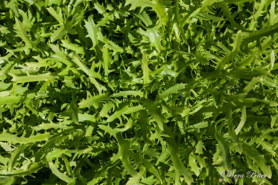 Frisée Salat