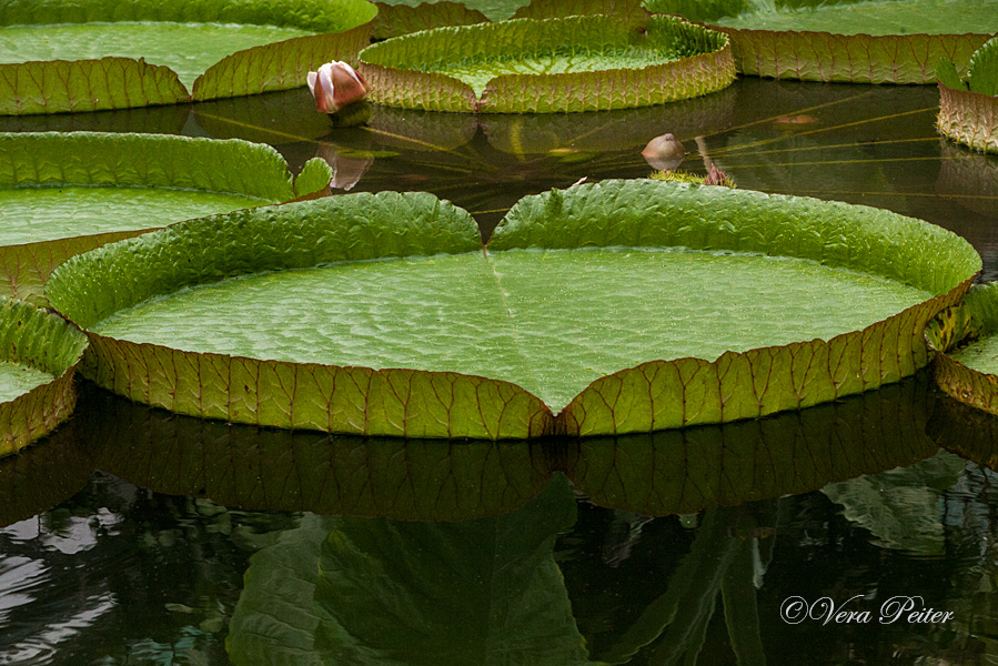 Riesen-Seerose