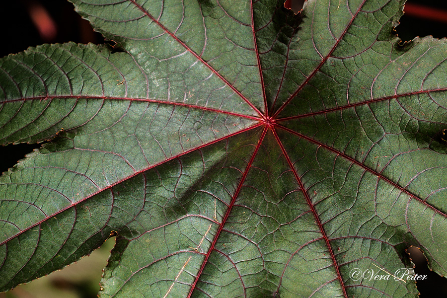 Ricinus