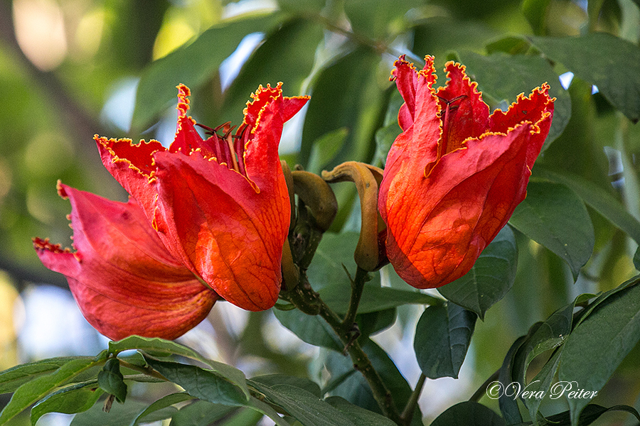 Afrikanischer Tulpenbaum