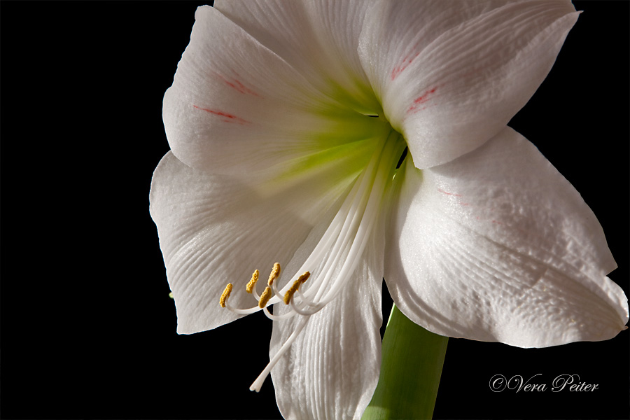 Amaryllis