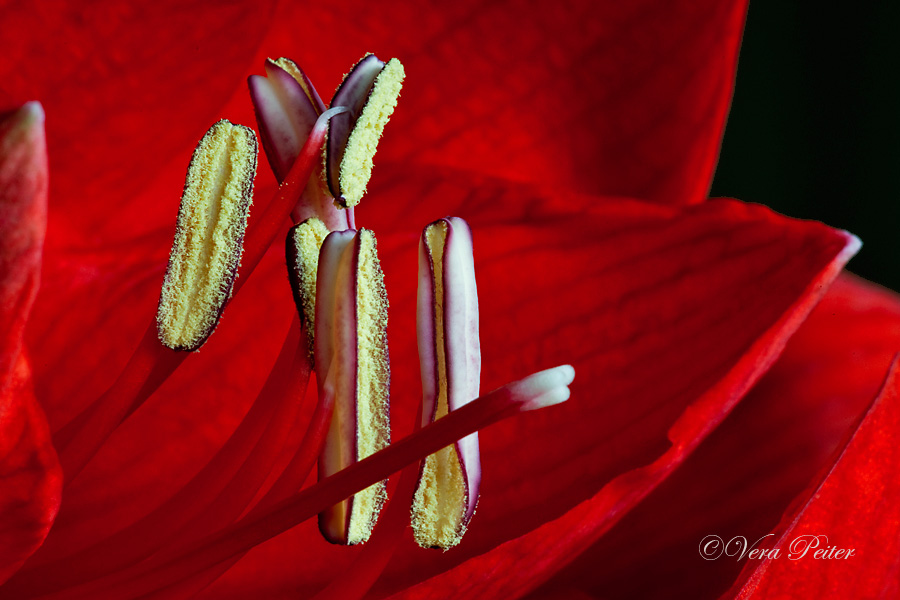 Amaryllis