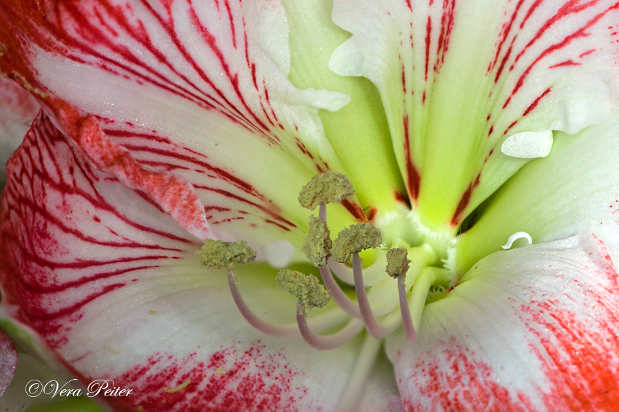 Amaryllis