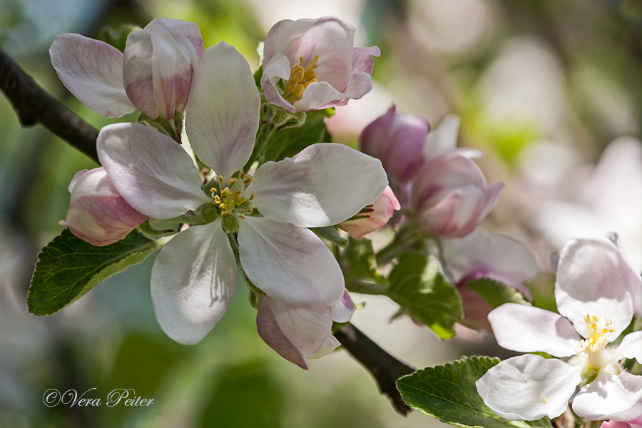 Apfel