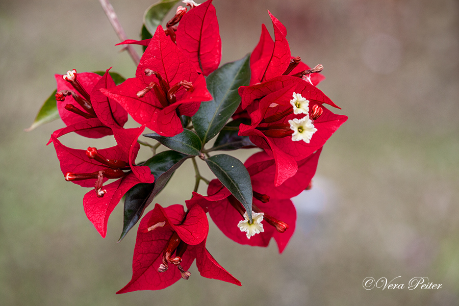 Bougainvillea