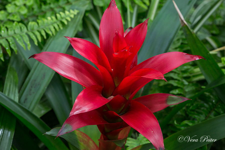 Guzmania