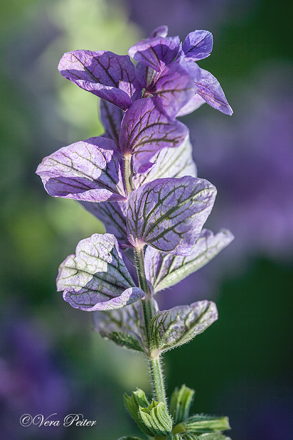 Buntschopfsalbei