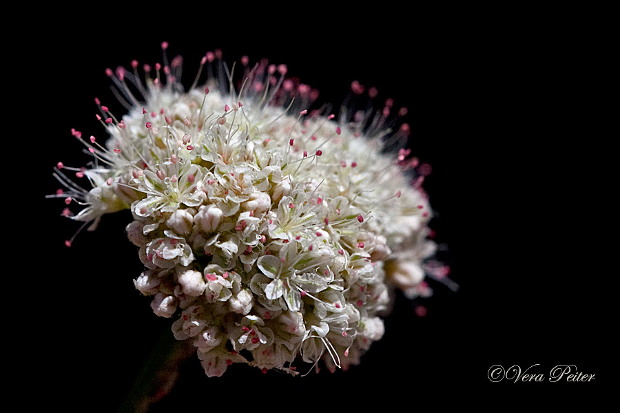 California buckwheat