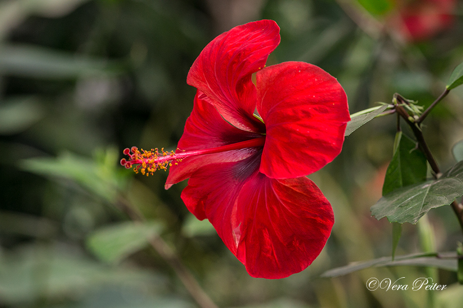 Chinesischer Roseneibisch