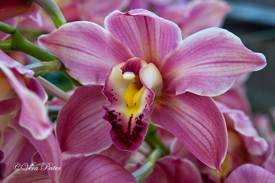 Cymbidium Hybride