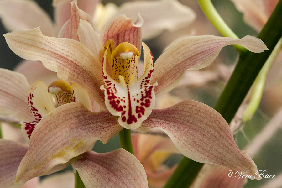 Cymbidium iridioides