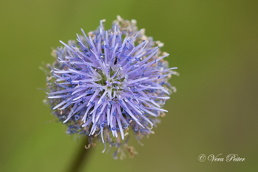 Echte Kugelblume