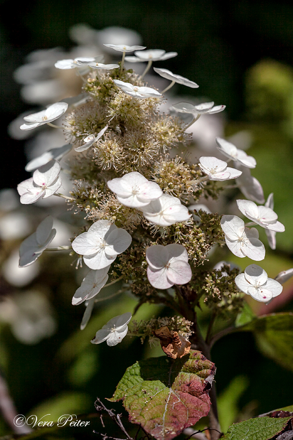 Eichenblättrige Hortensie