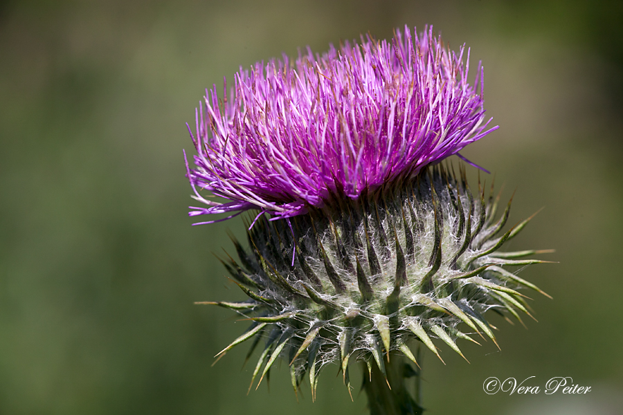 Eselsdistel