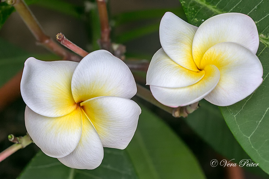 Rote Frangipani