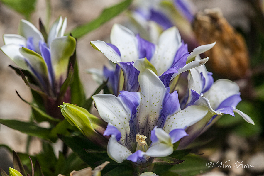 Rauer Garten-Enzian 'Royal Stripe'