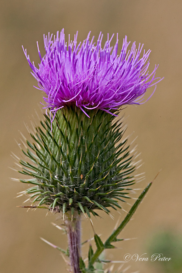 Gewöhnliche Kratzdistel