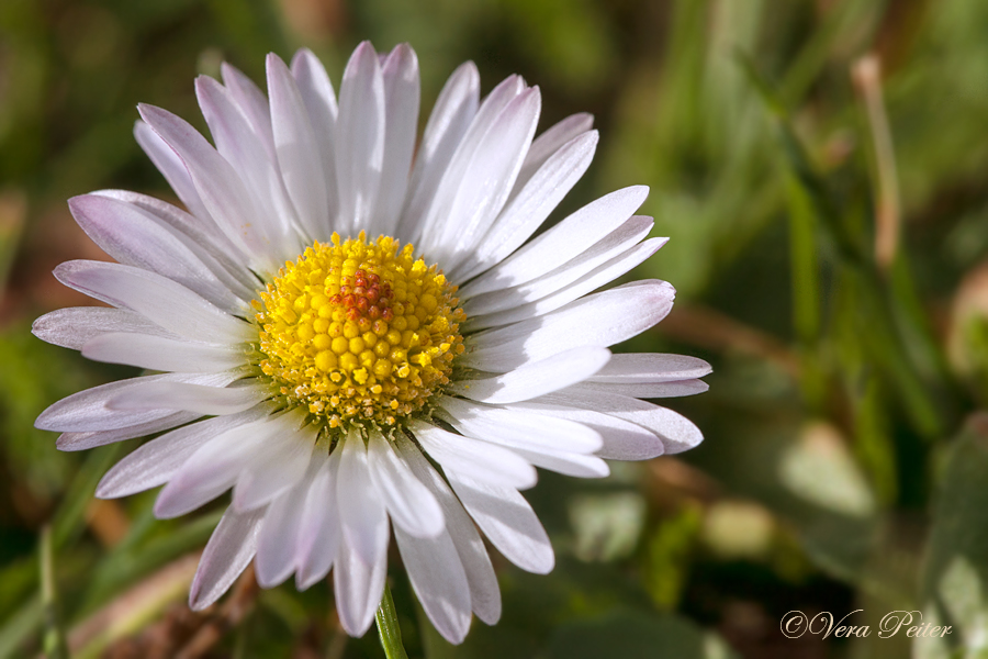 Gänseblümchen