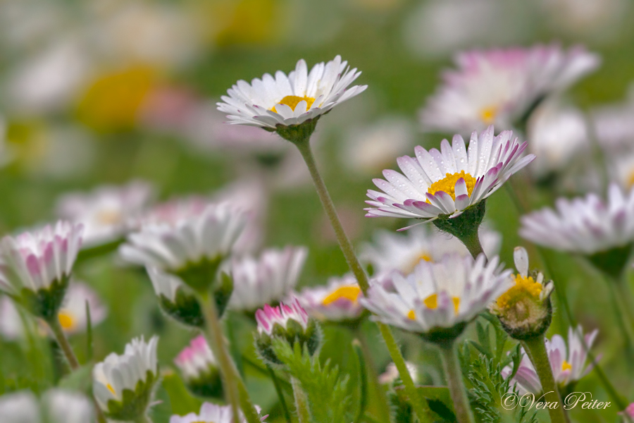 Gänseblümchen