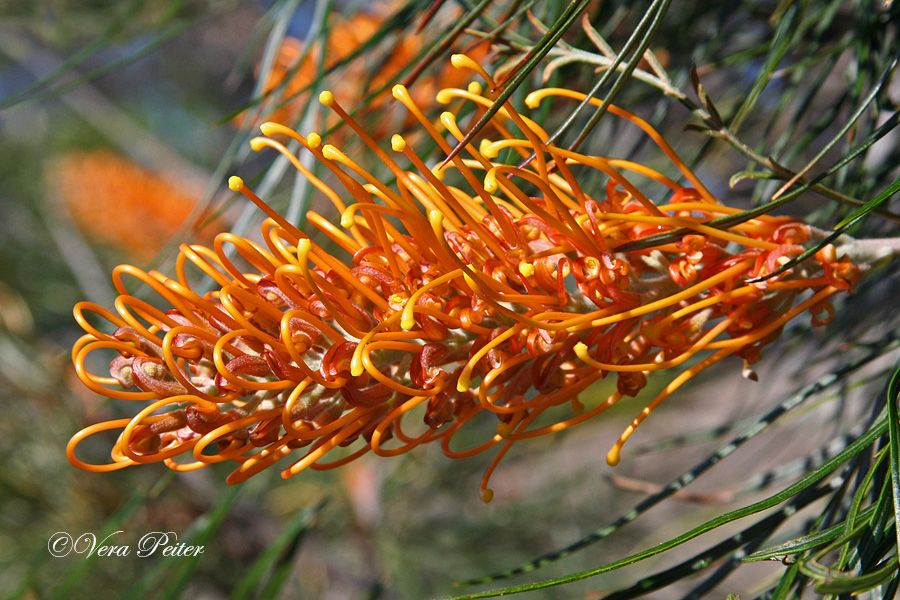 Grevillea