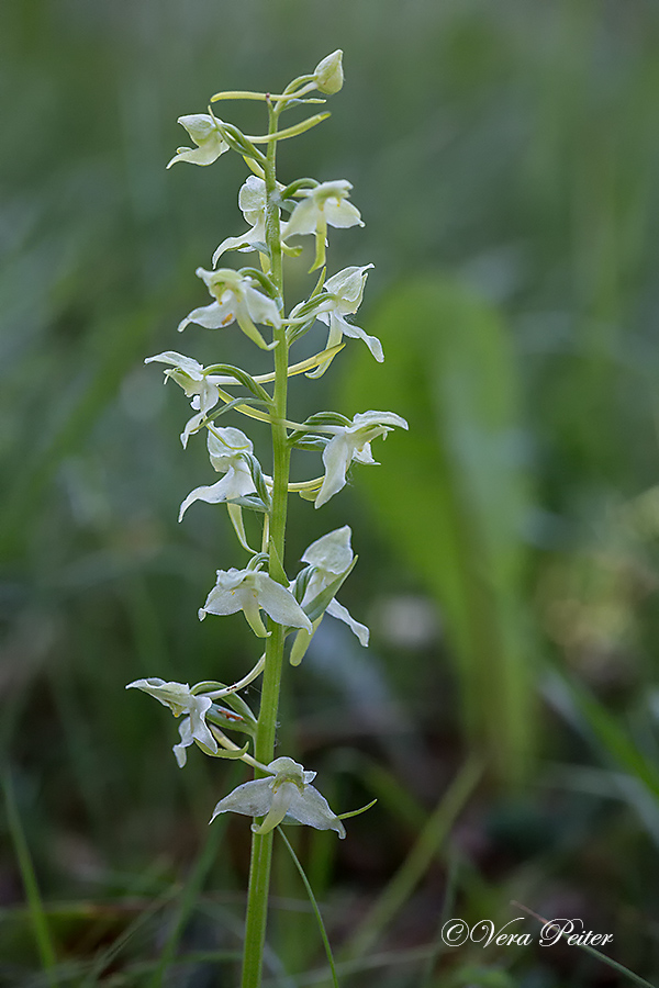 Grünliche Waldhyazinthe