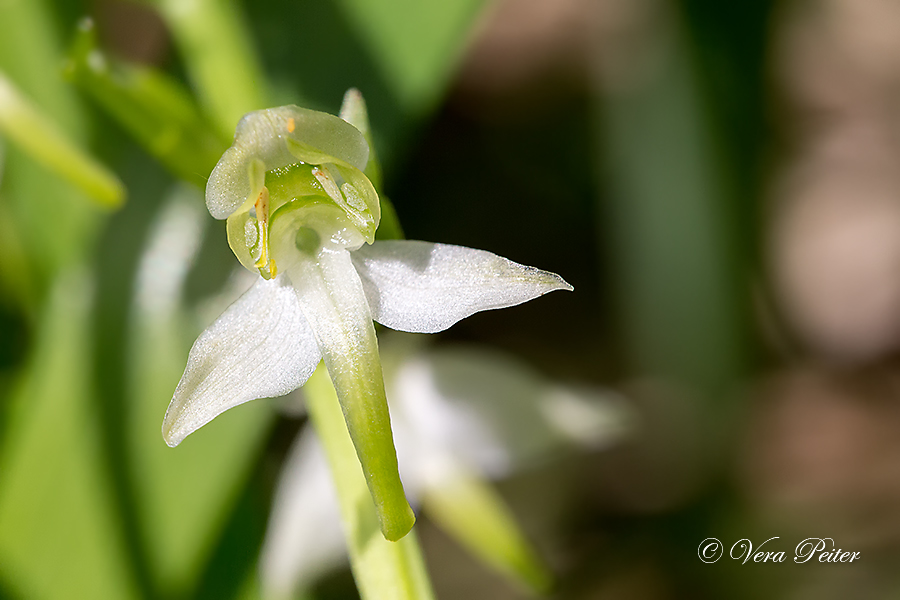 Grünliche Waldhyazinthe