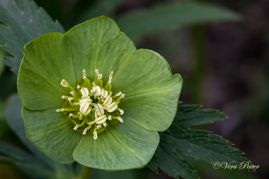 Helleborus bocconei