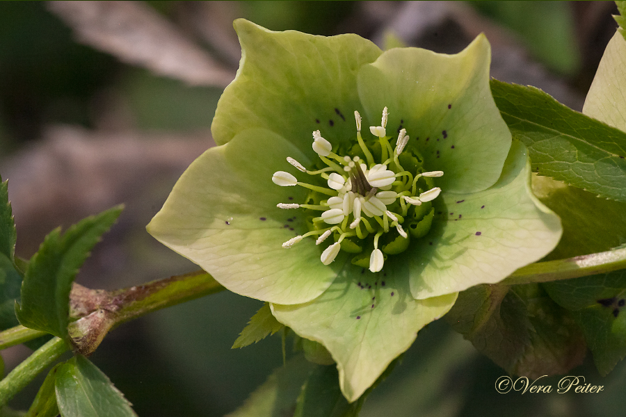 Helleborus x sternii