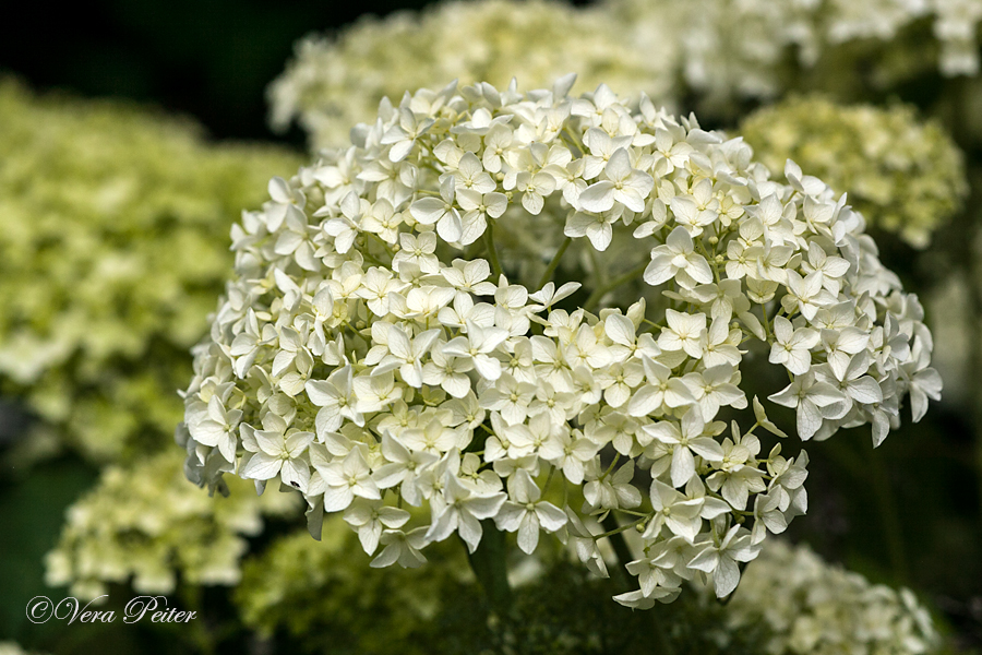 Waldhortensie