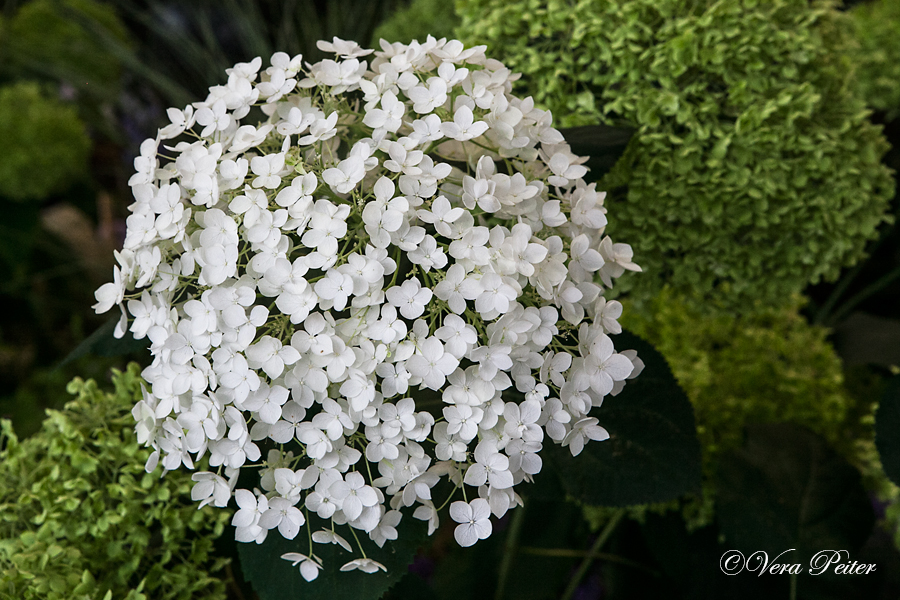 Waldhortensie