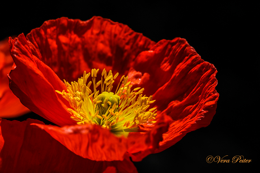 Islandmohn