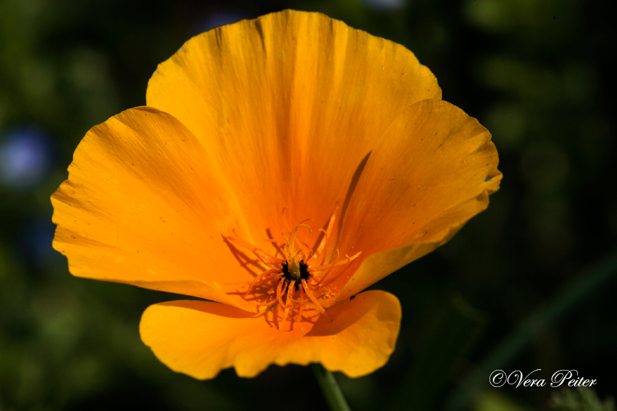 Kalifornischer Mohn