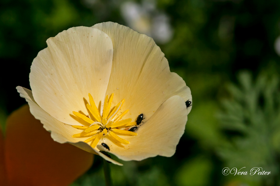 Kalifornischer Mohn