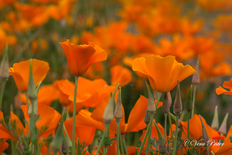 Kalifornischer Mohn