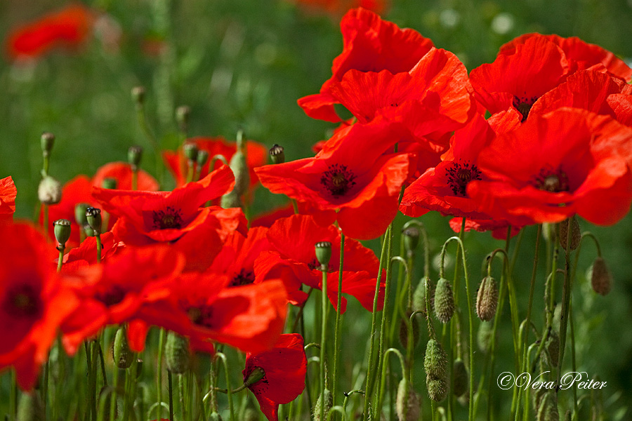 Klatschmohn