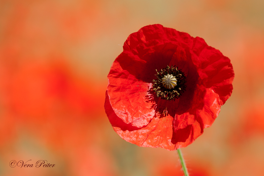 Klatschmohn